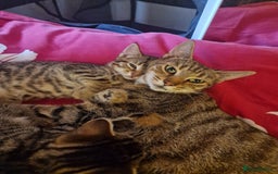 Domestic Shorthair cats for sale: 5 beautiful kittens for sale - Image 12