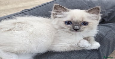 Ragdoll cats - Advert 4