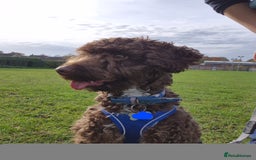 Cockapoo dogs for sale: Cockapoo for Sale - Image 1