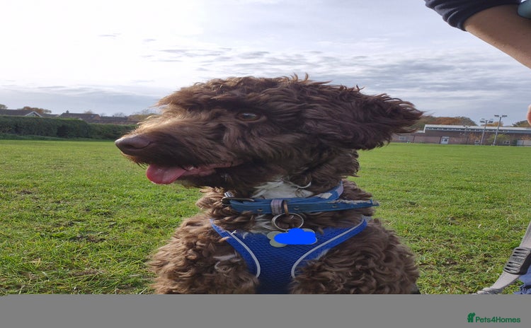 Cockapoo dogs - Advert 15