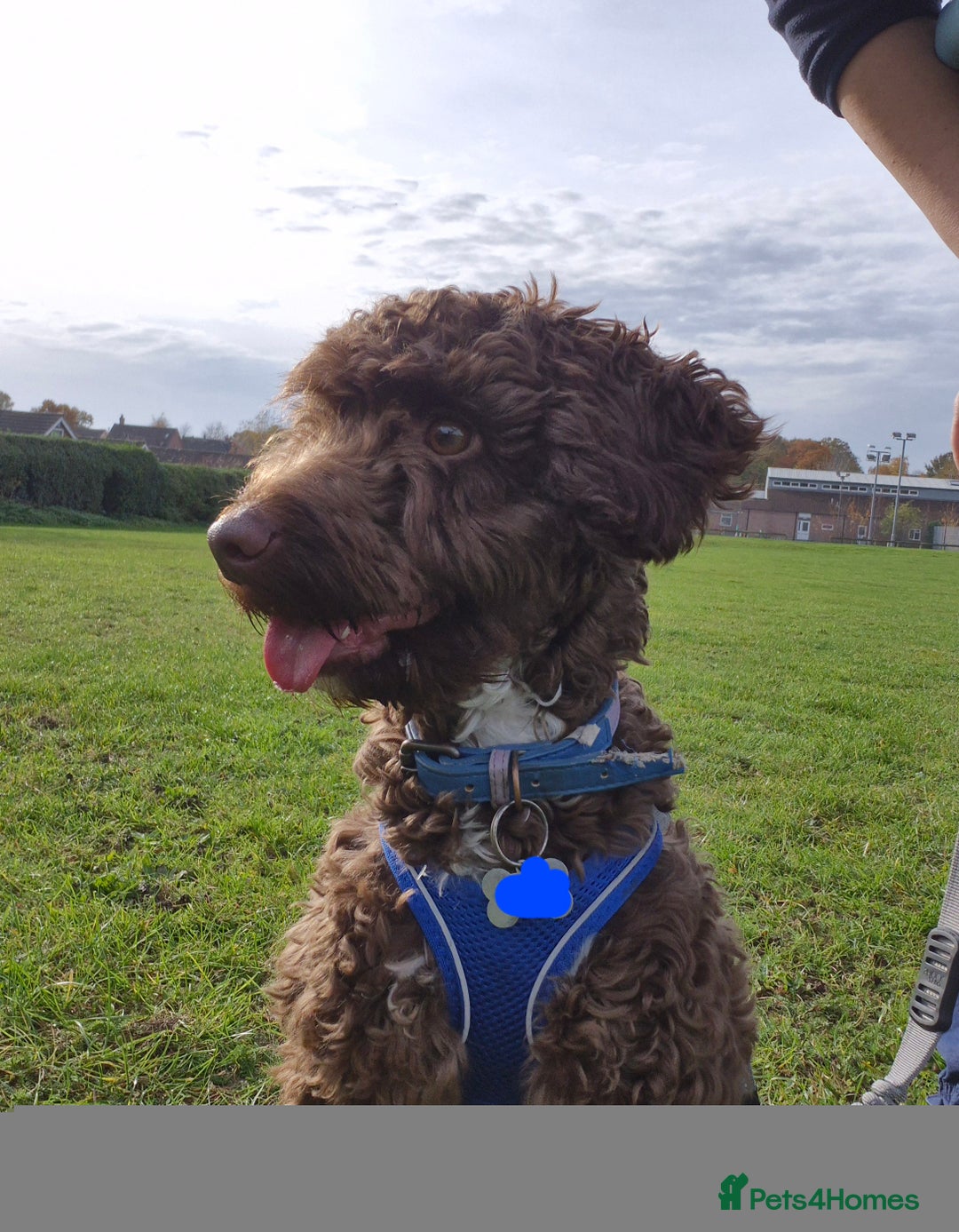 Cockapoo dogs for sale: Cockapoo for Sale - Image 1