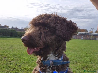 Cockapoo dogs - Advert 3