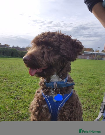 Cockapoo dogs - Advert 15