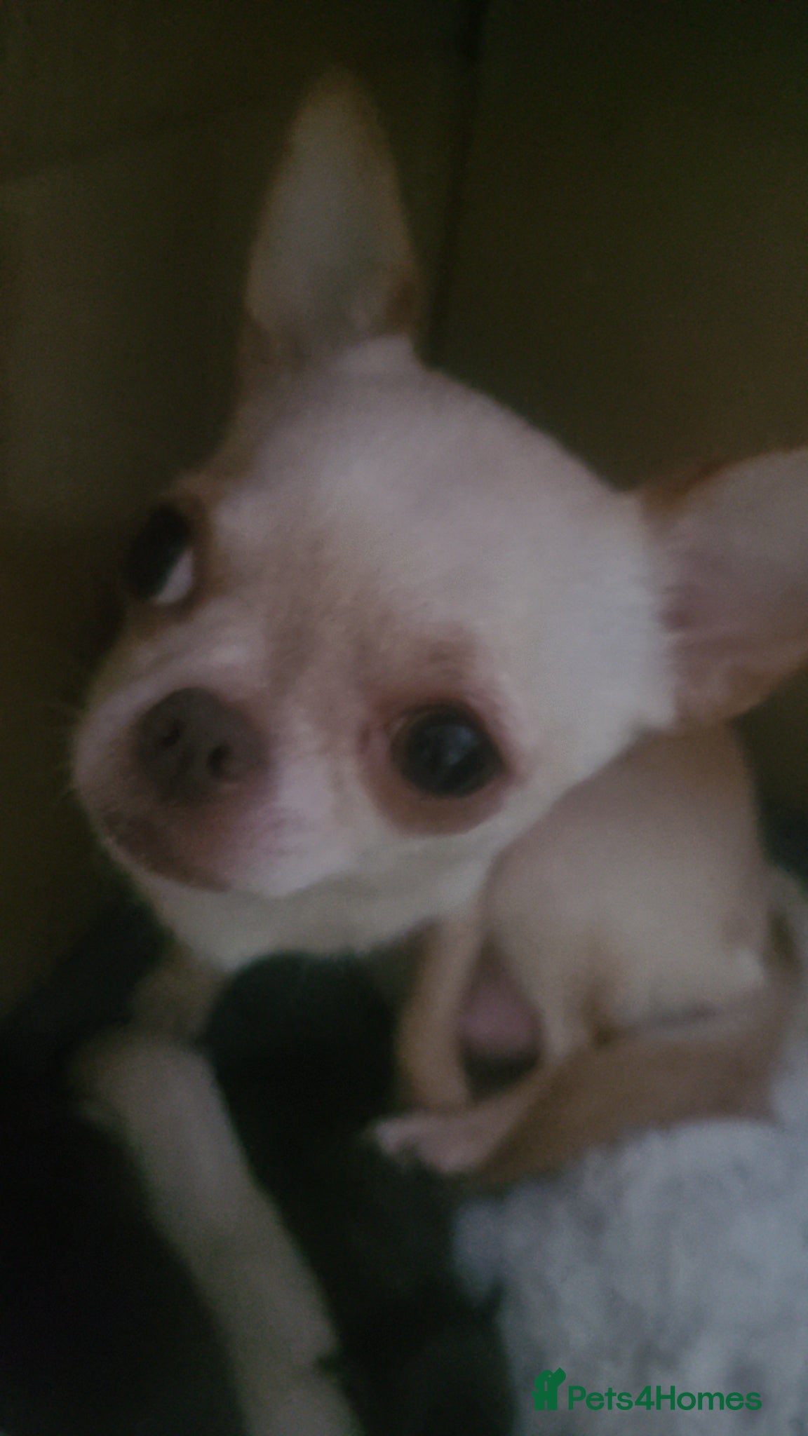 Chihuahua dogs Baby's toy mini chihuahuas 6 boys available  - Advert 1