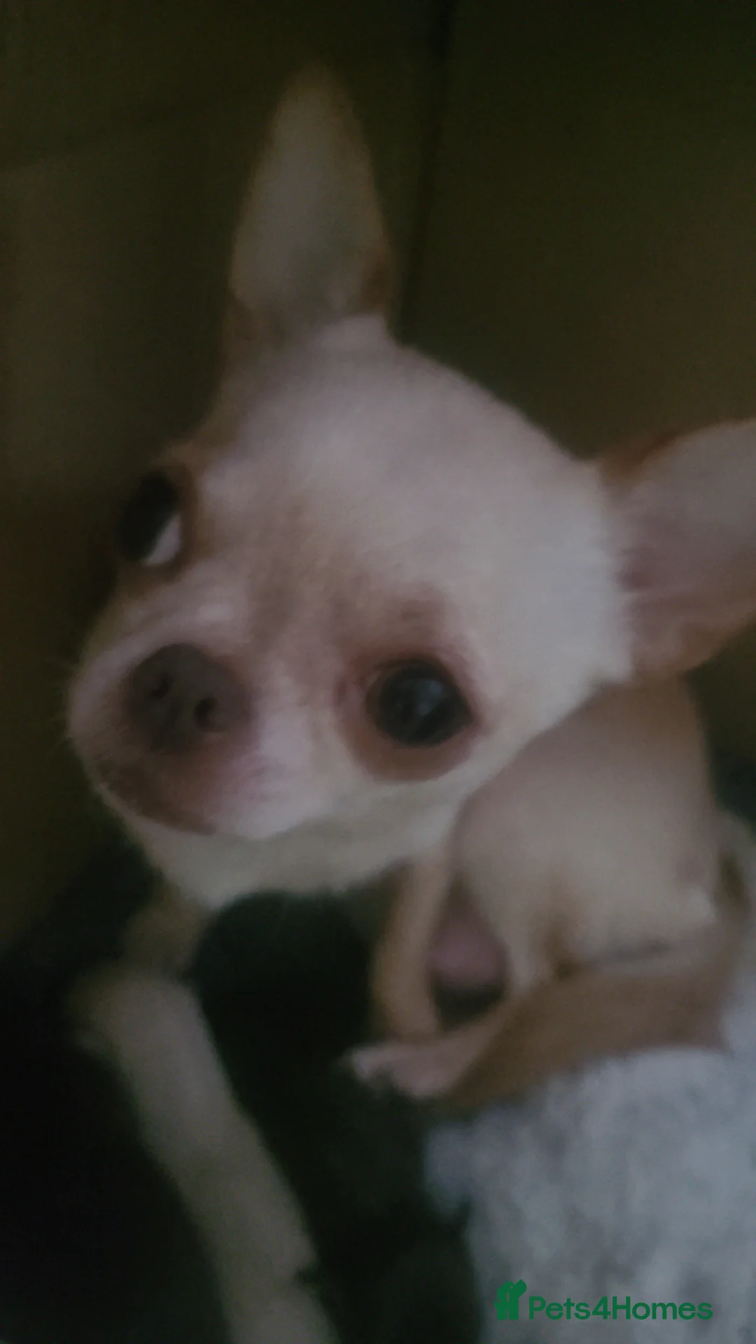 Chihuahua dogs for sale: Baby's toy mini chihuahuas 6 boys available  - Advert 1