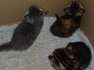 British Longhair cats - Advert 25