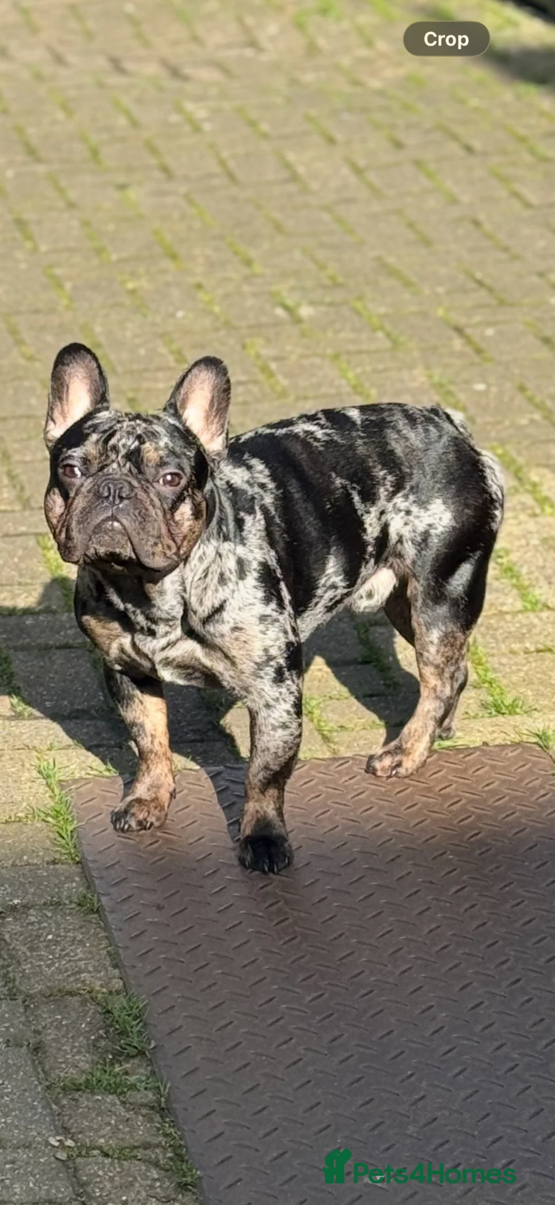 French Bulldog dogs for stud:  Merle French Bulldog Male Available for Stud 🐾 in London - Advert 7