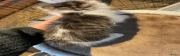 Mixed Breed cats for sale: Beautiful persian cross long hair domestic cat  - Advert 10