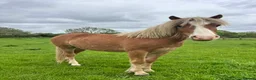 Welsh Section A horses for sale: Young Welsh Gelding to Good Home - Advert 15