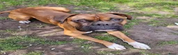 Boxer dogs for stud: Proven KC Red with Black Mask Boxer Hrt Sc 0 in Preston - Advert 2