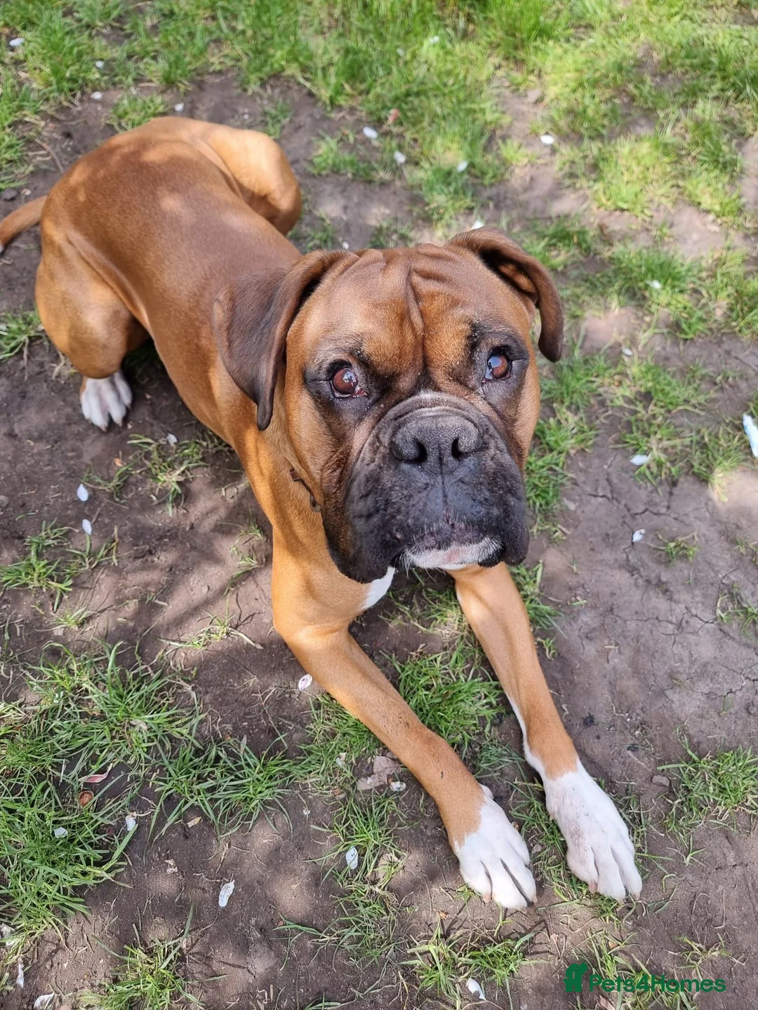 Boxer dogs for stud: Proven KC Red with Black Mask Boxer Hrt Sc 0 in Preston - Advert 2