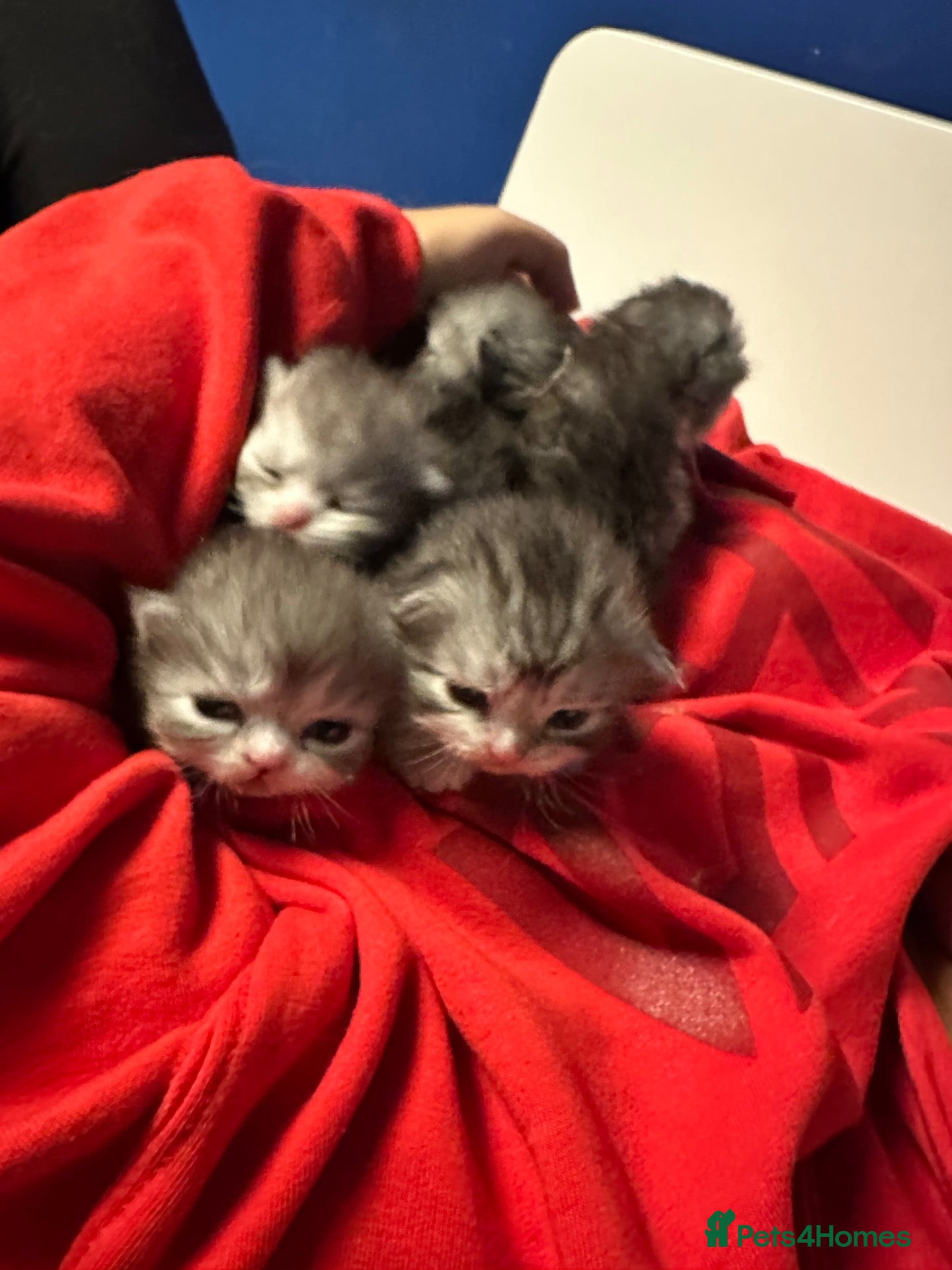 Persian cats 5 Beautiful Purebred Persian KittensREADY TO LEAVE - Advert 2