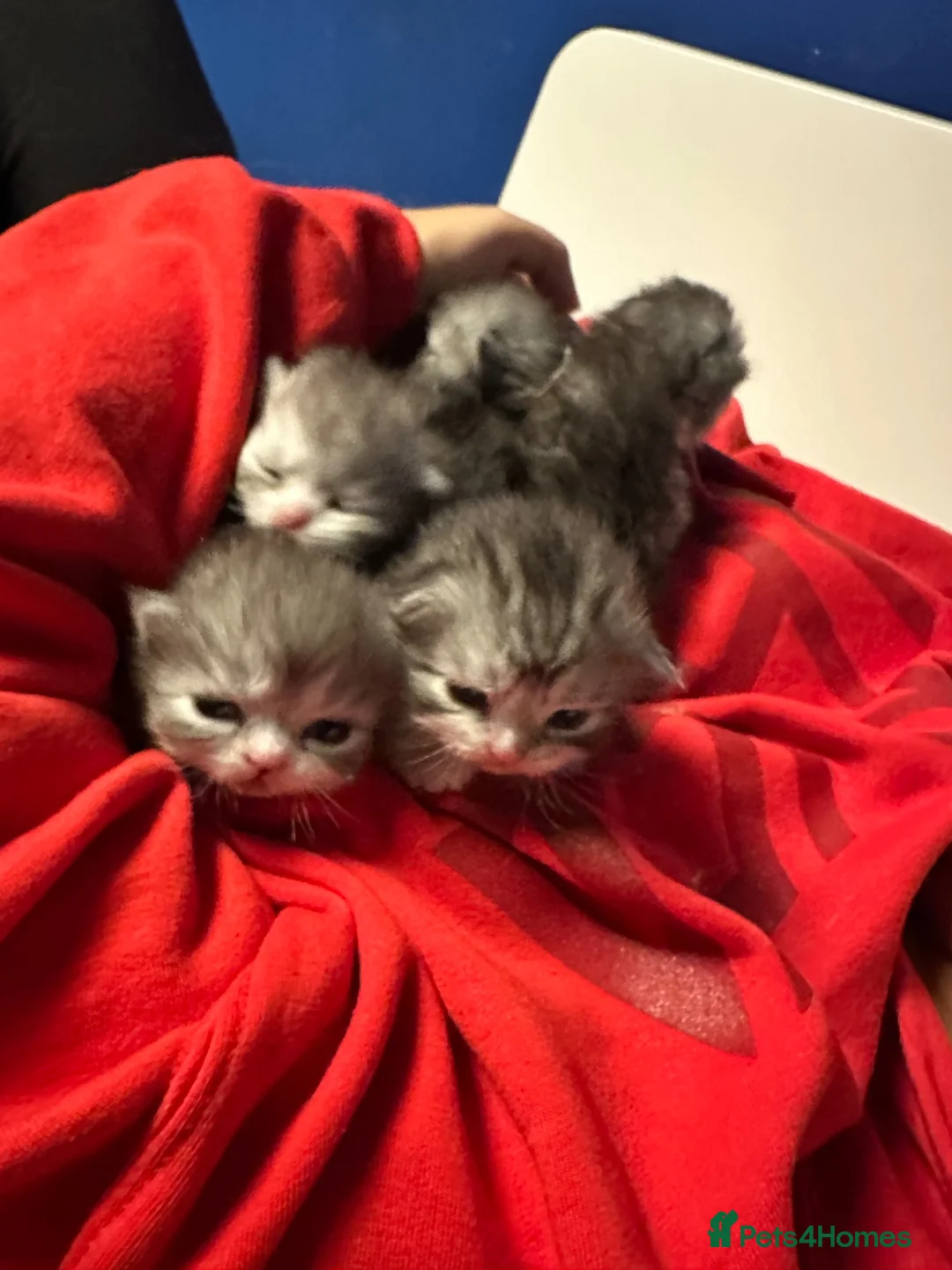 Persian cats for sale: 5 Beautiful Purebred Persian KittensREADY TO LEAVE - Advert 2