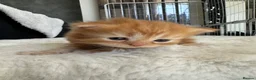 Persian cats for sale: Mango A Gorgeous Golden Doll faced Persian kitten - Advert 14