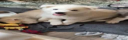 Siberian Husky dogs for sale: Beautiful Siberian husky puppies - Advert 7