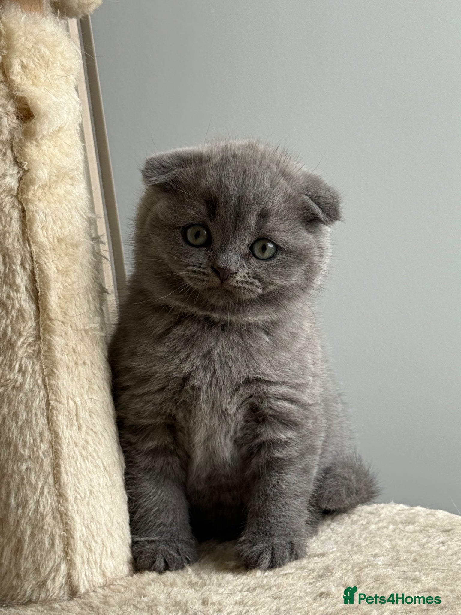 Scottish Fold cats LAST 2 stunning girls left🤩 - Advert 9