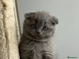 Scottish Fold cats LAST 2 stunning girls left🤩 - Advert 9