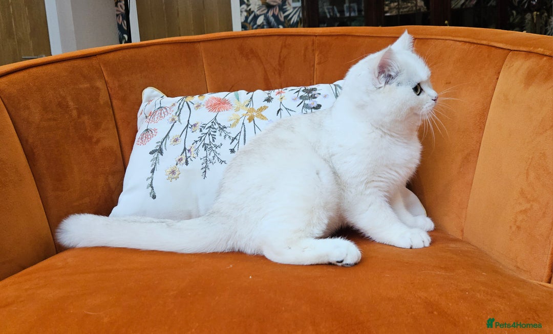 Scottish Fold cats for sale: Excellent Scottish straight kittens  - Image 20