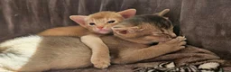 Abyssinian cats for sale: Beautiful Abyssinian Kittens  - Advert 4