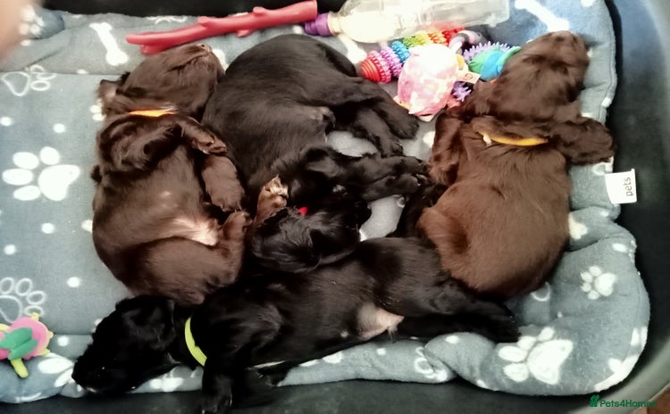 Cocker Spaniel dogs - Advert 1