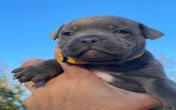 Staffordshire Bull Terrier dogs for sale: SIMPLY STUNNING COI 5.4% - Advert 7