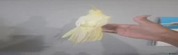 Cockatiels birds for sale: Lovely handtamed cockatiel.  in Oldham - Advert 8