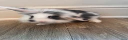 Mini Lion Lop rabbits for sale: 3 mini lion lops ready to go  - Advert 8