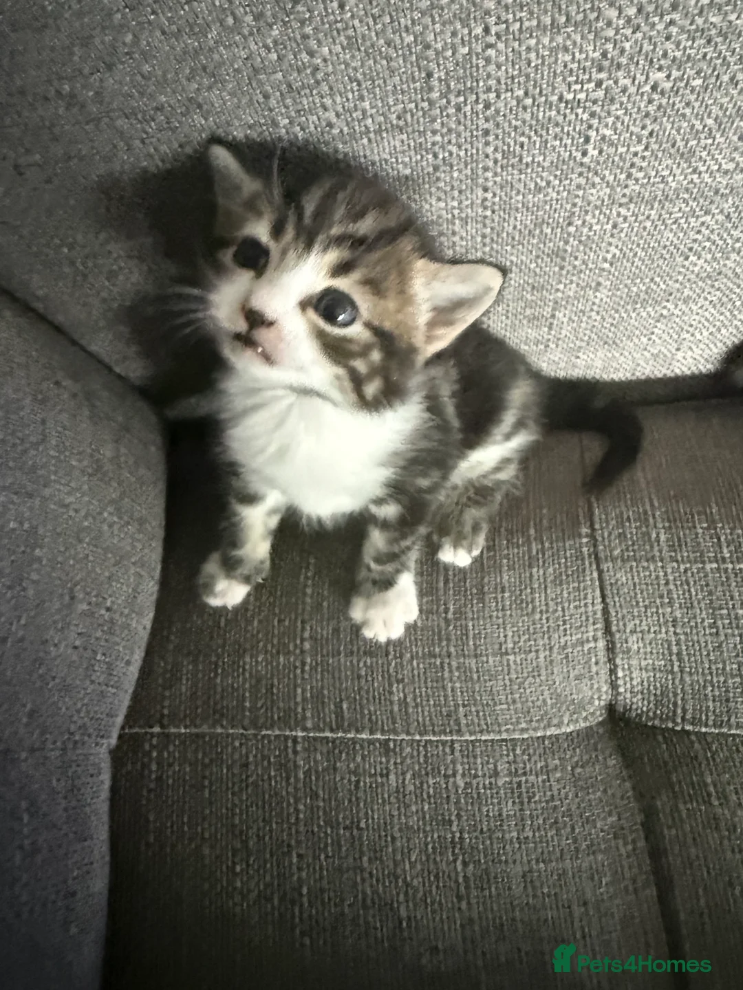 Mixed Breed cats for sale: Three short haired tabby  - Advert 4