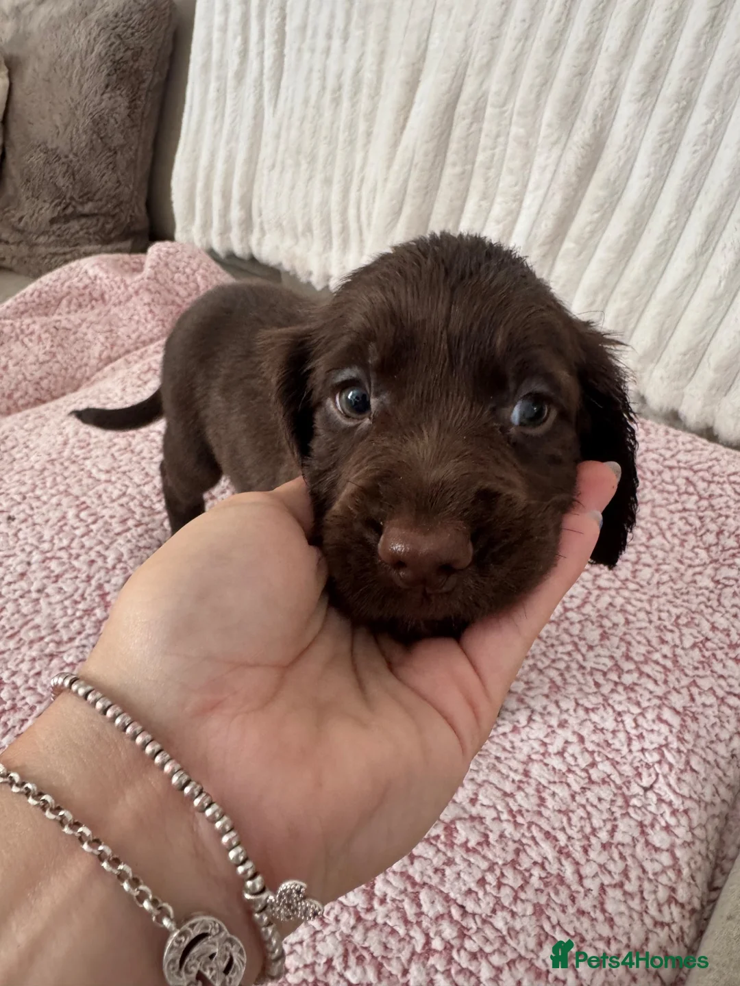 Mixed Breed dogs for sale: Female Sprocker Puppy - Advert 3