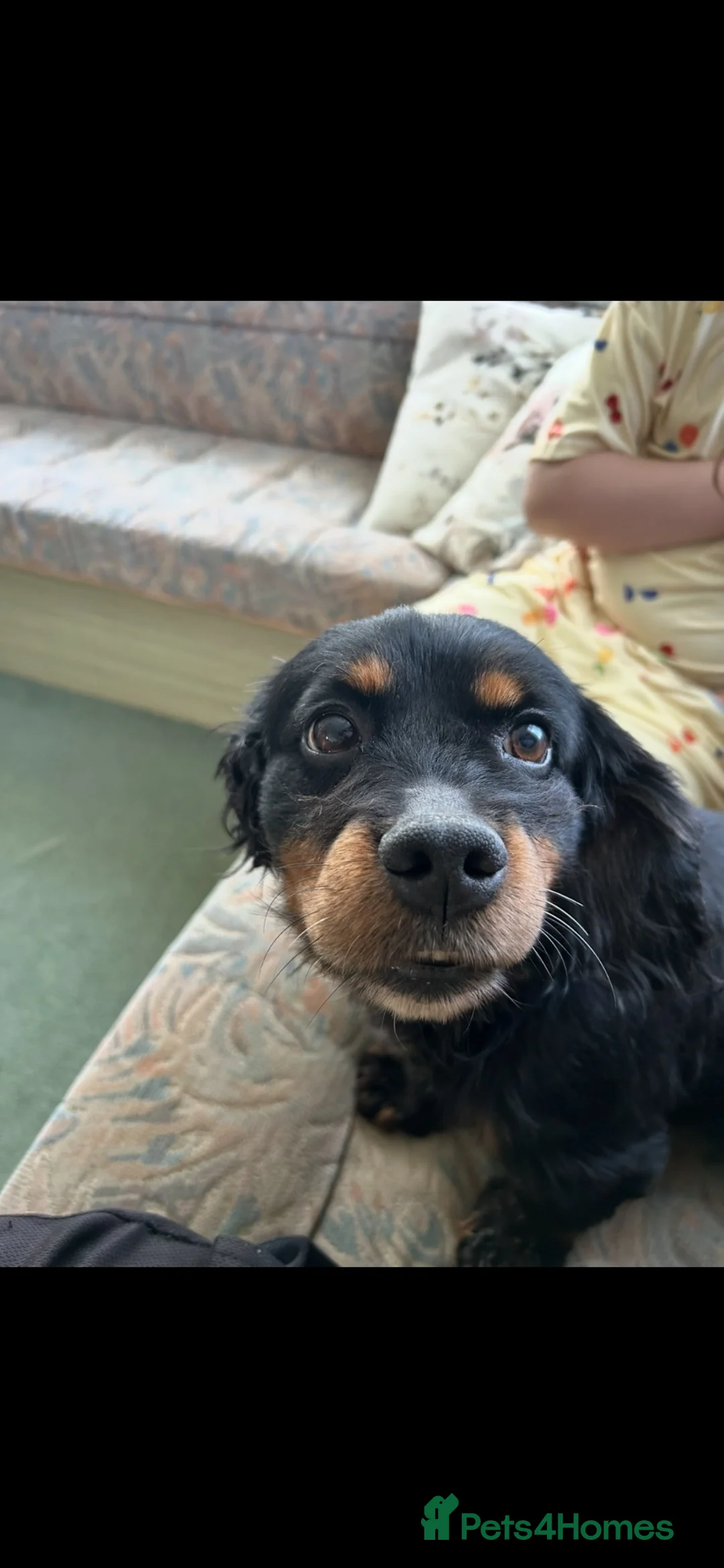 Mixed Breed dogs for sale: 7 year old PatterdalexCocker - Advert 2