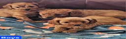Cavapoo dogs for sale: Beautiful cavapoo puppies for sale  - Advert 1