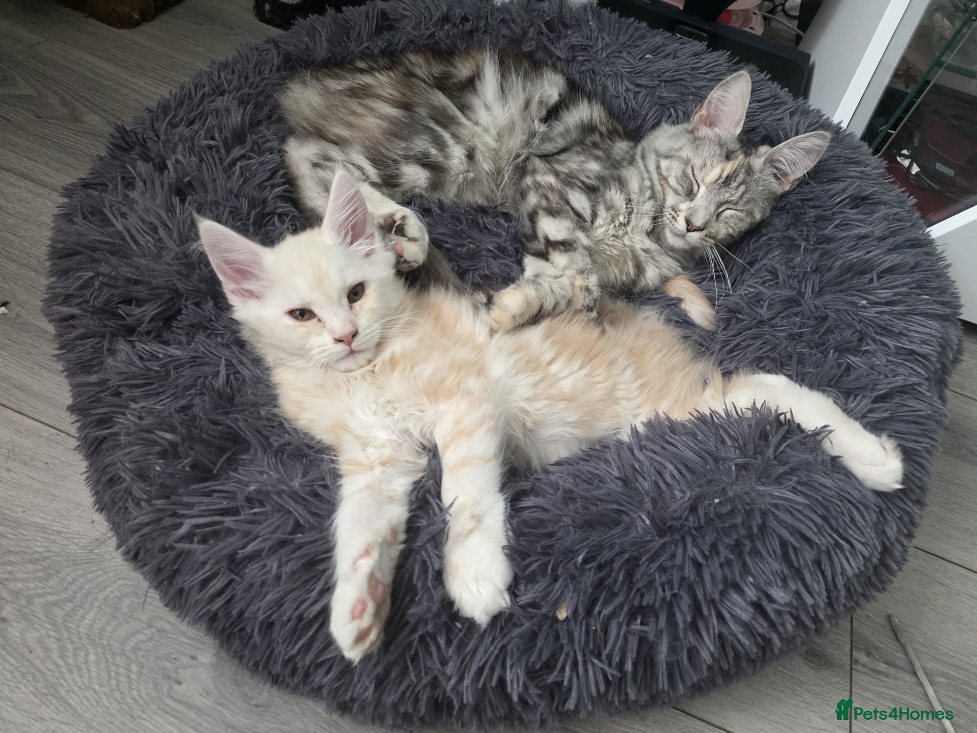 Maine Coon cats Beautiful pure maine coon kitten - Advert 5
