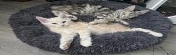 Maine Coon cats for sale: Beautiful pure maine coon kitten - Advert 4