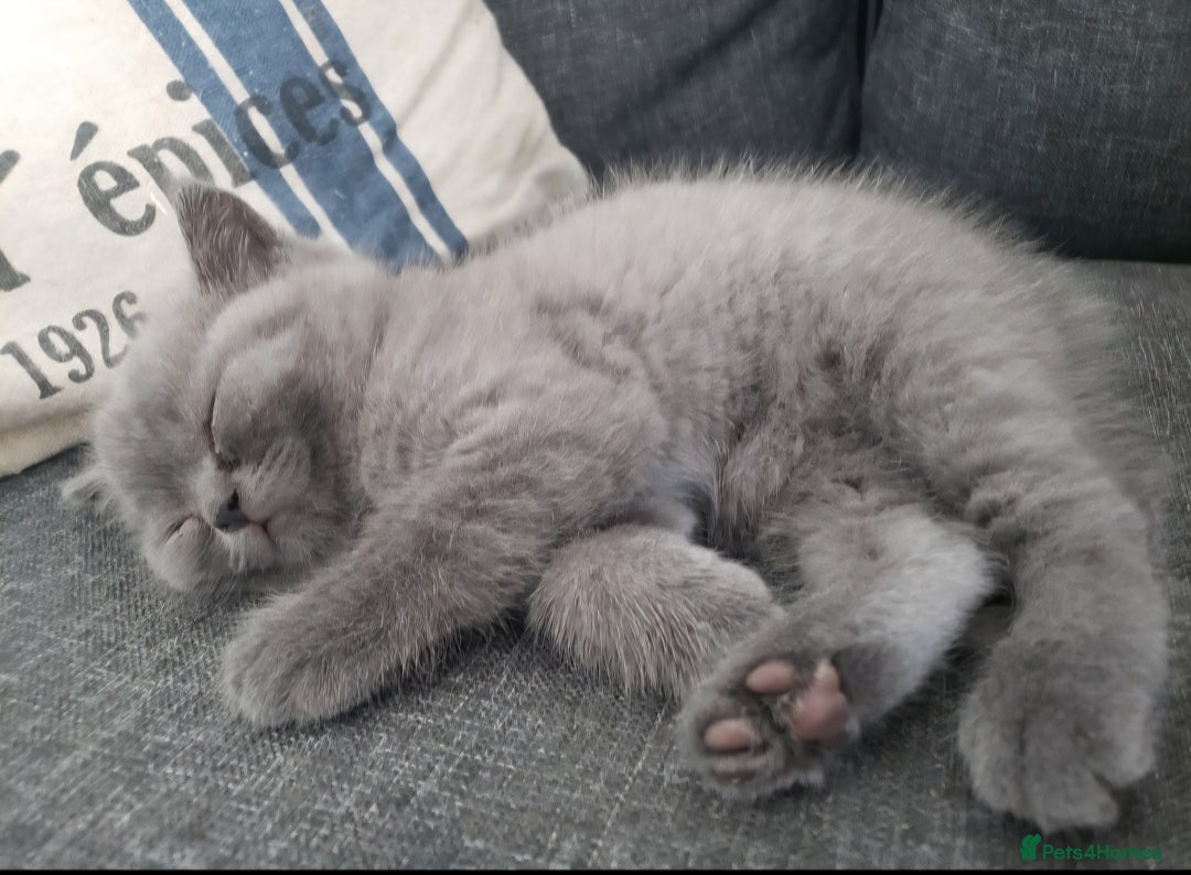 British Shorthair cats for sale: British shorthair kittens😻 - Image 10