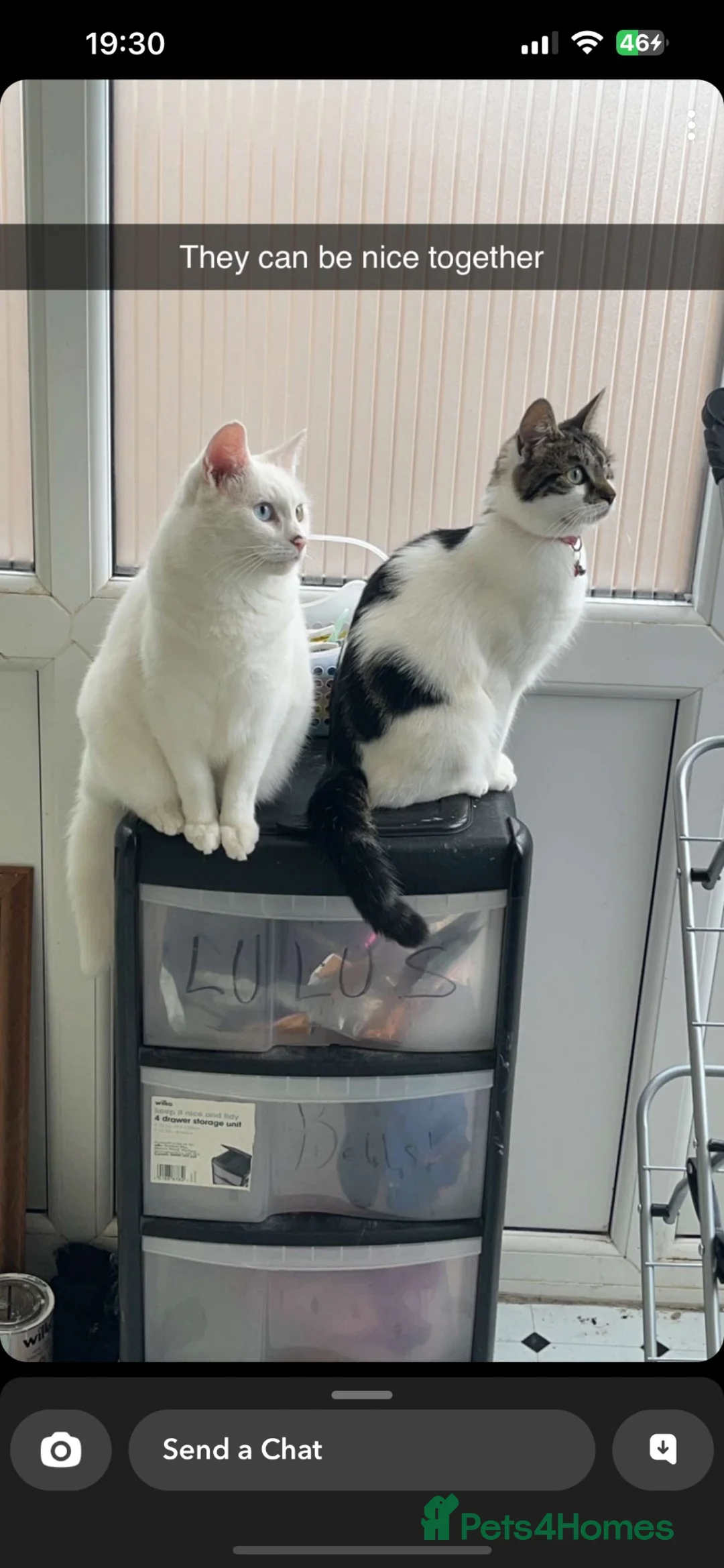 Mixed Breed cats for sale: Female white xat in Stoke-on-Trent - Advert 2