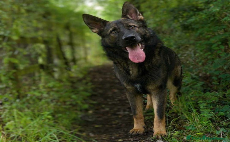 German Shepherd dogs - Advert 1