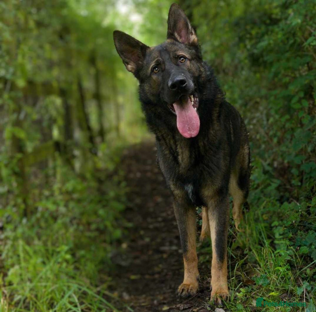 German Shepherd dogs for sale: Looking for good home for my boy Thorn - Image 1