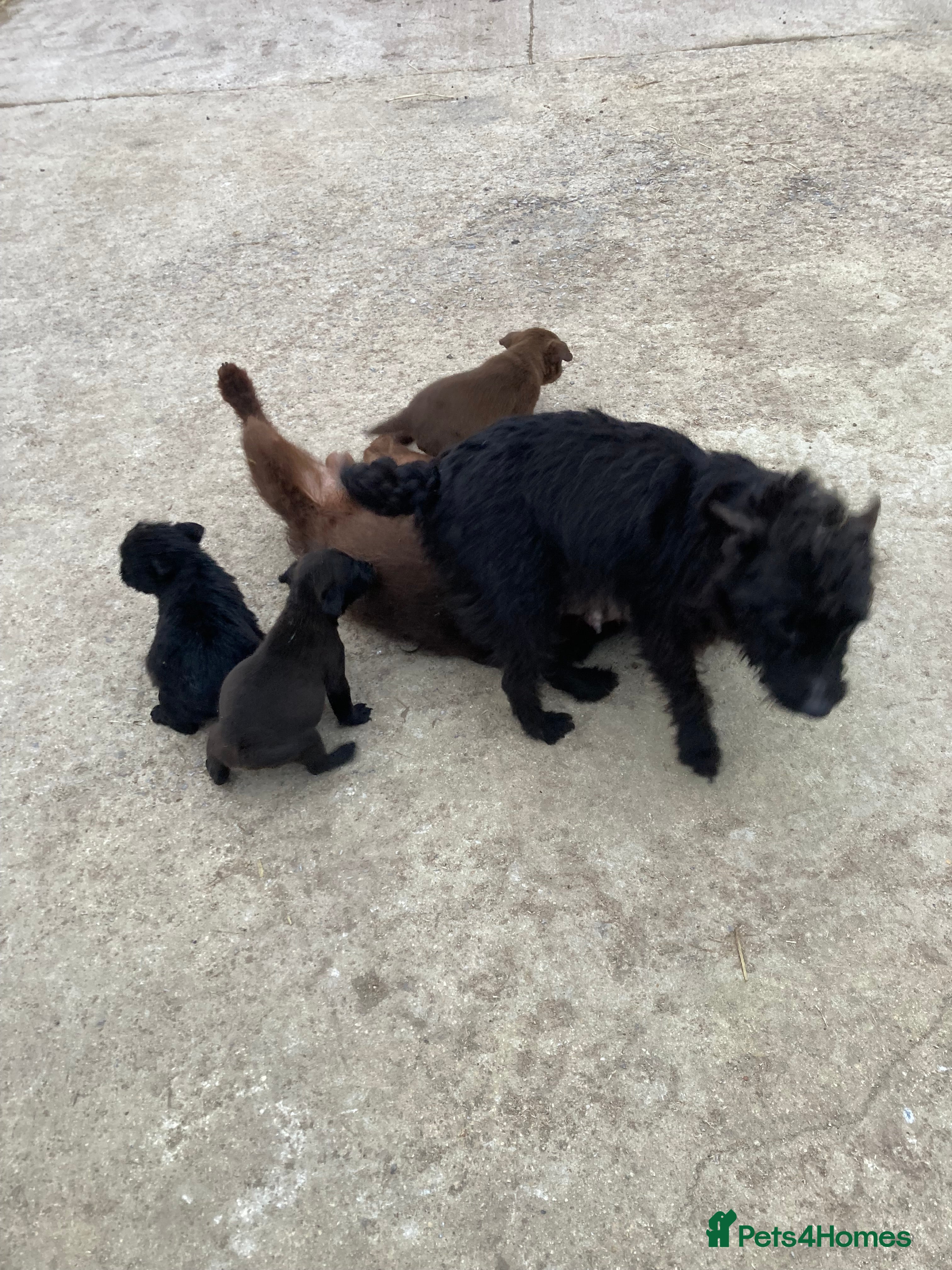 Patterdale Terrier dogs 5 lovely Patterdale Puppies. - Advert 2