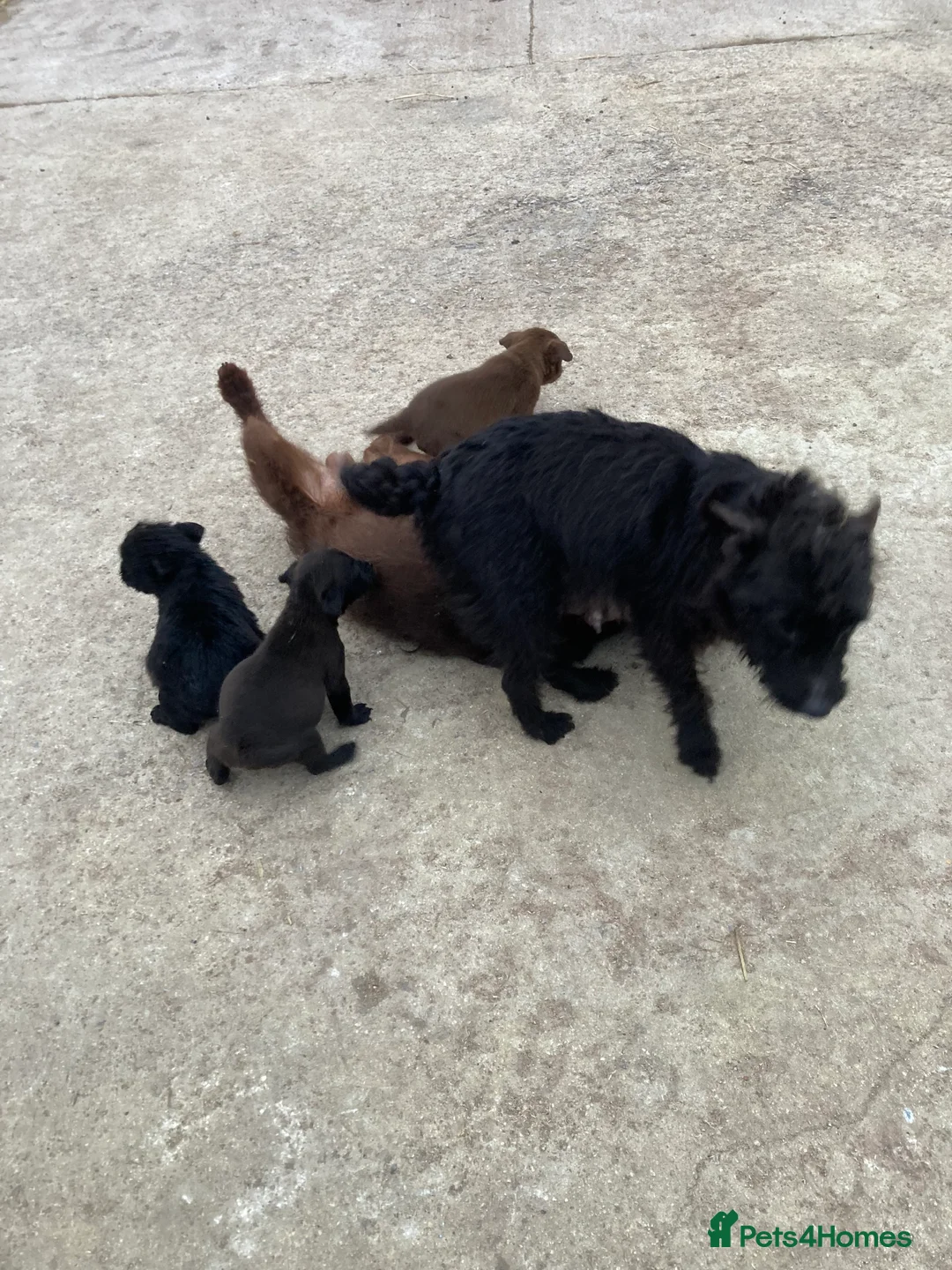 Patterdale Terrier dogs for sale: 5 lovely Patterdale Puppies. - Advert 1