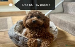Cockapoo dogs for sale: Cockapoo female puppy  - Image 20