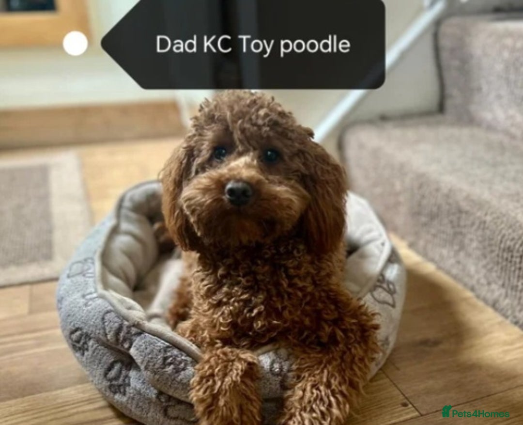 Cockapoo dogs for sale: Cockapoo female puppy  - Image 20