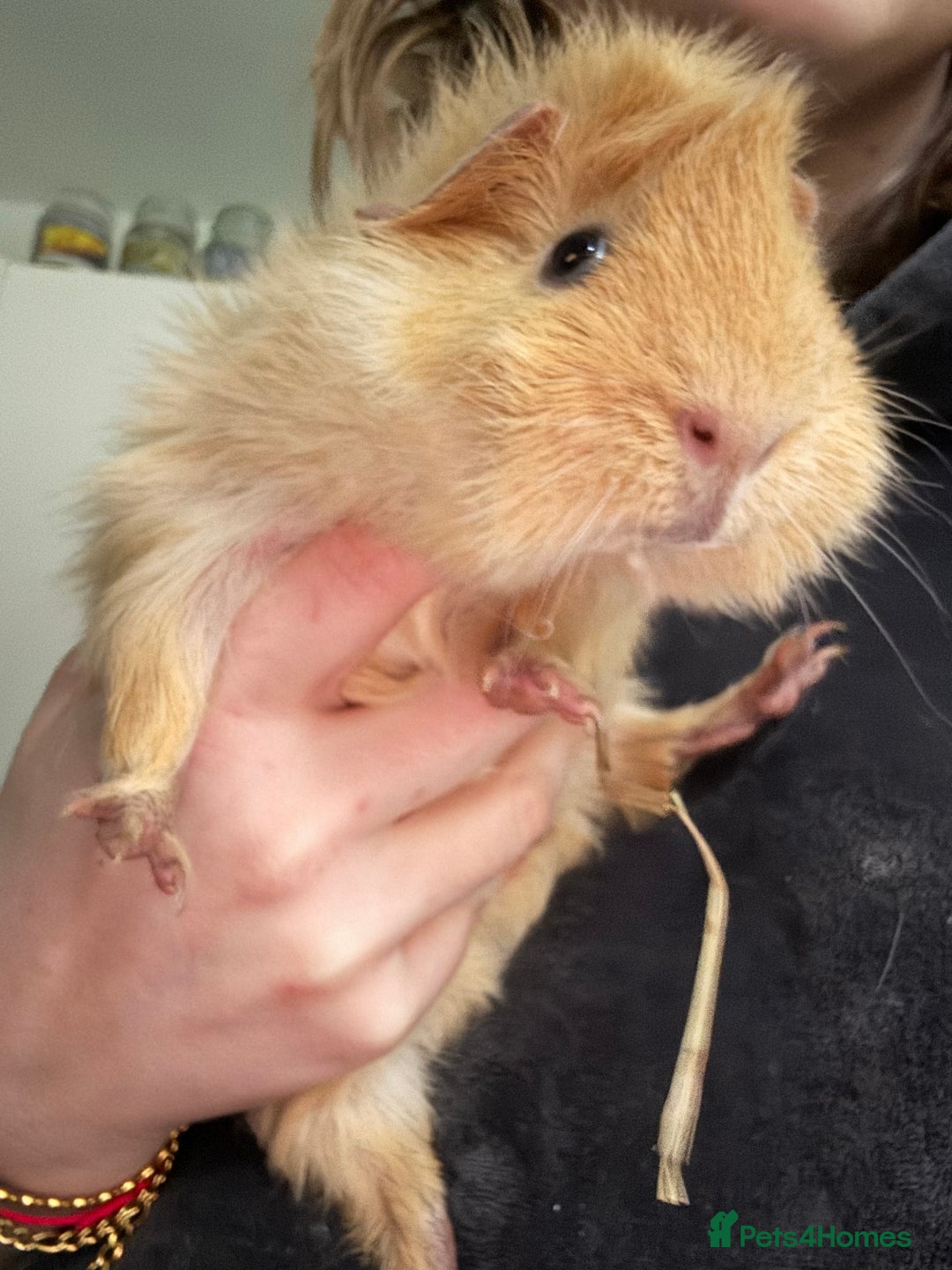 Guinea Pig rodents for sale: Male baby guinea pig - Advert 2