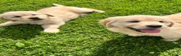 Golden Retriever dogs for sale: Beautiful KC Golden Retriever Puppies - Advert 15