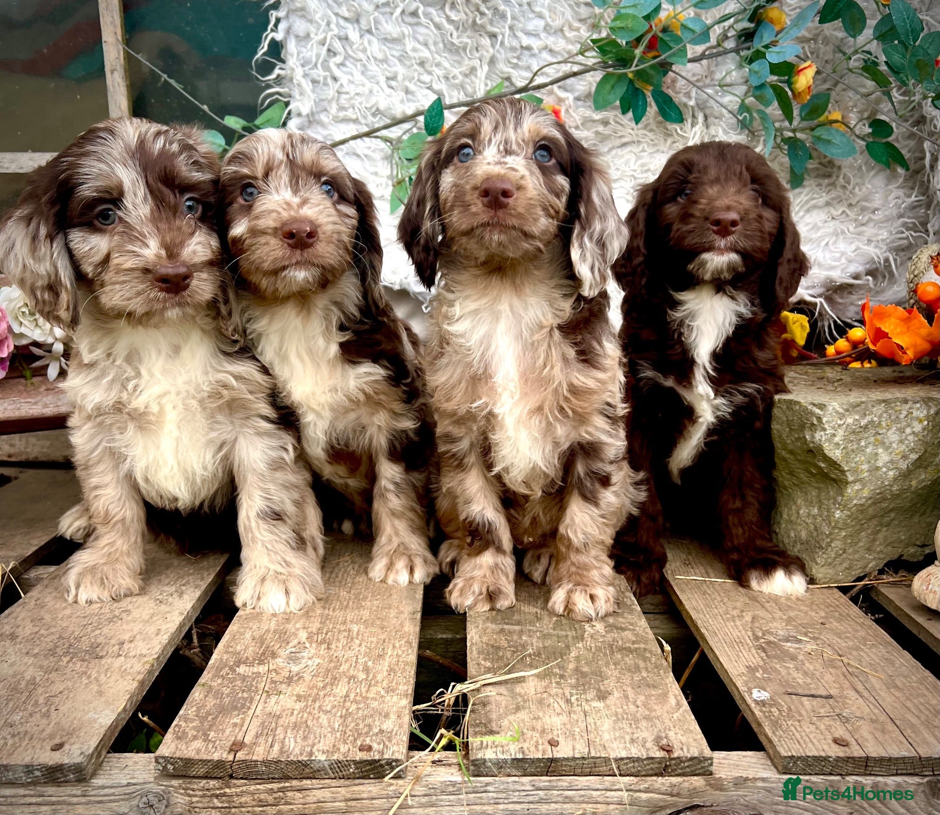 Sproodle dogs Merle and Chocolate Mini Sproodles  - Advert 1