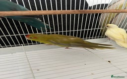 Parakeets birds for sale: Young female kakariki  - Advert 22