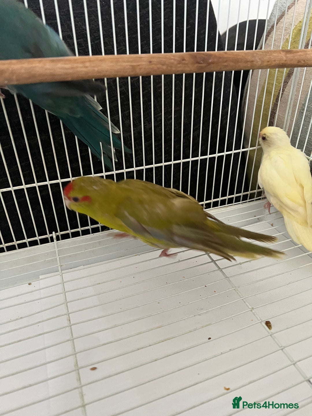 Parakeets birds for sale: Young female kakariki  - Advert 22