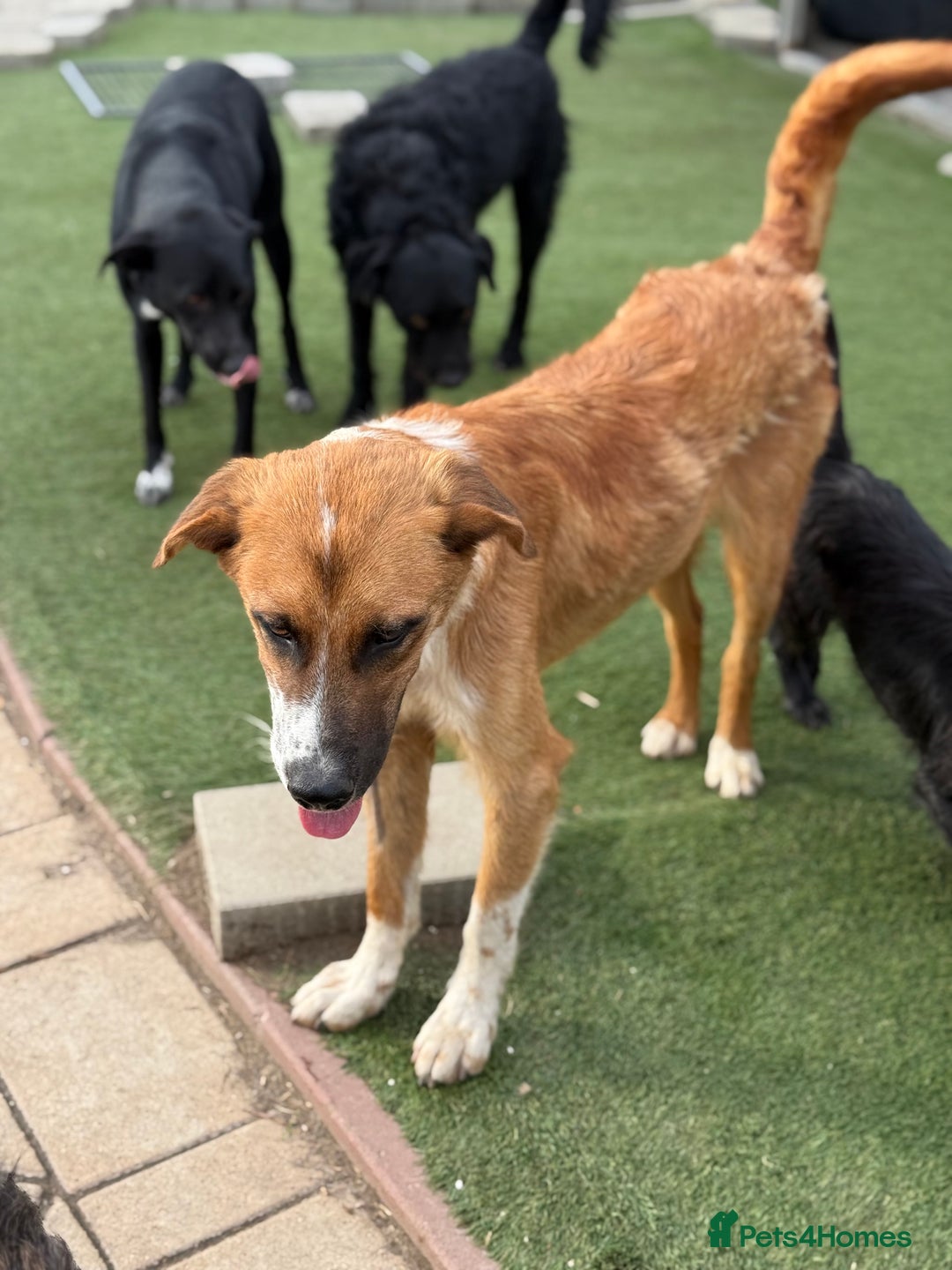 Mixed Breed dogs for adoption: Sweet Armin looking for LOvE - Image 16