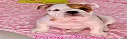 English Bulldog dogs for sale: English bulldog girl  - Advert 7