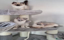 Ragdoll cats for sale: 💞BEAUTIFUL FULL PEDIGREE TICA RAGDOLL KITTENS 💞 - Image 22