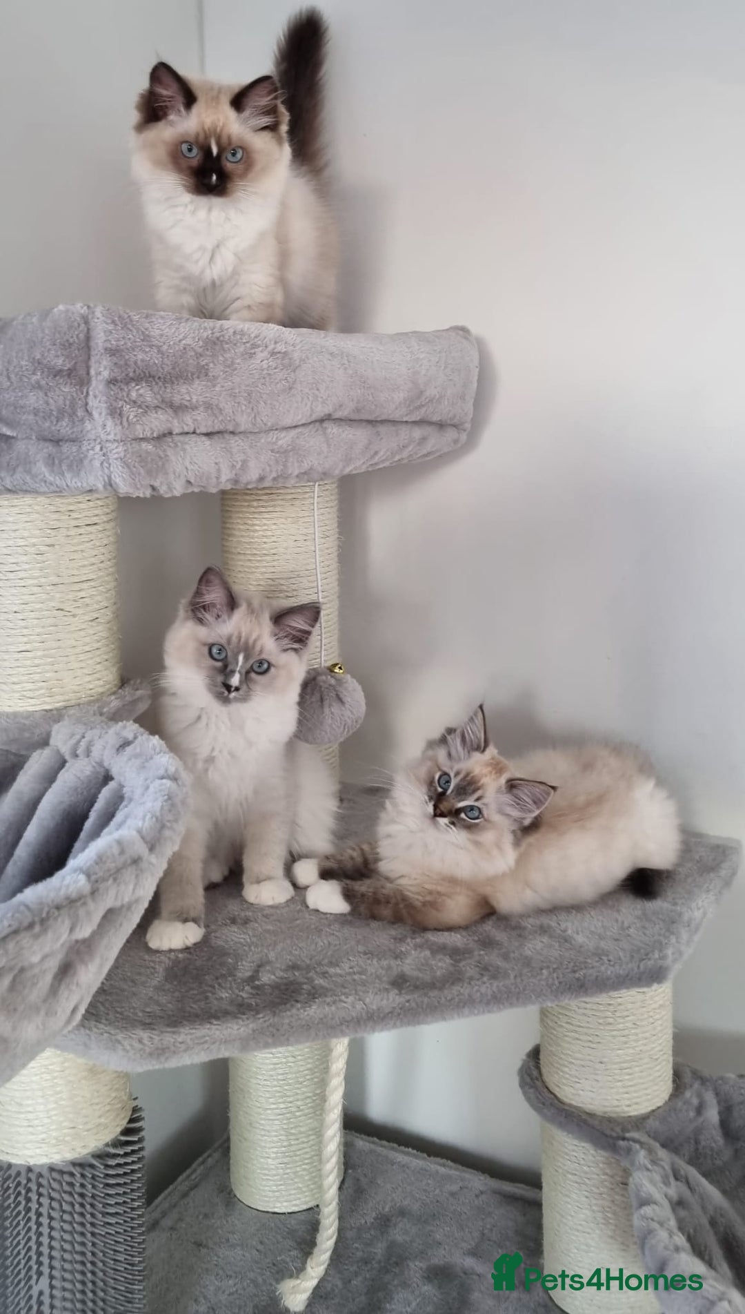 Ragdoll cats for sale: 💞BEAUTIFUL FULL PEDIGREE TICA RAGDOLL KITTENS 💞 - Image 22